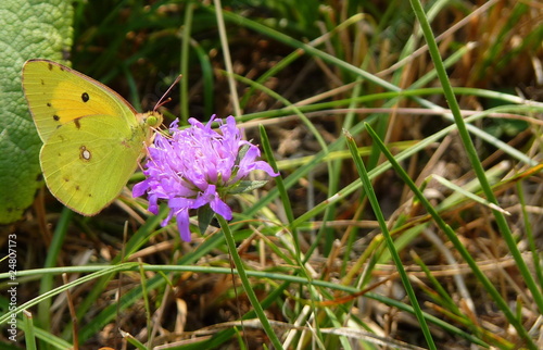 papillon 2 photo