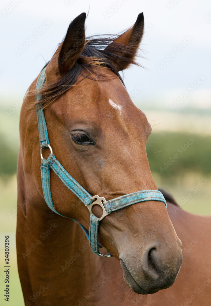 Fototapeta premium Horse's head