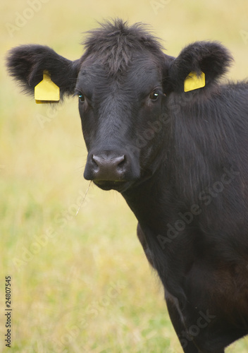 black cow on grass background