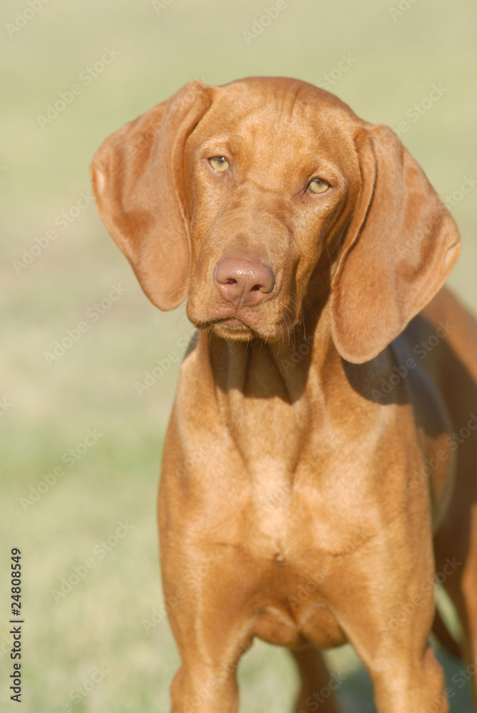 BRACCO UNGHERESE, VISZLA, CUCCIOLONE. BRACCO UNGHERESE, VISZLA, CUCCIOLONE.