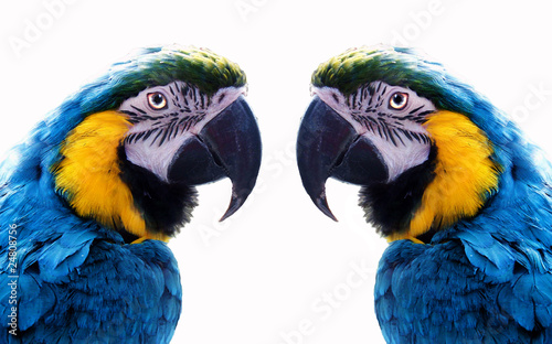 parrot mirrors © Didem GECEGEZER