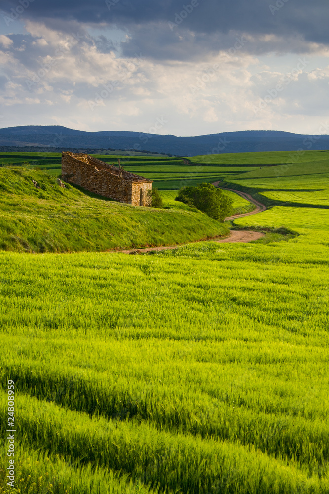 Obraz premium Paisaje de Trigos verdes
