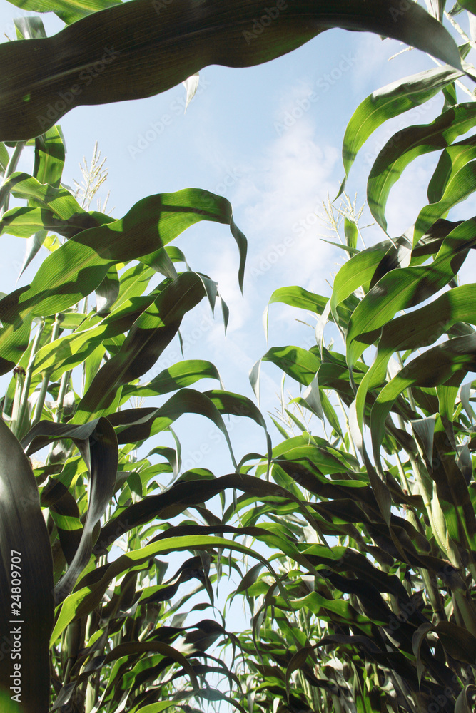 Obraz premium Corn stems.