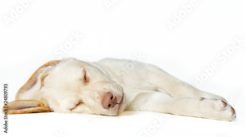 Schlafender blonder Labrador Welpe auf Weiss photo