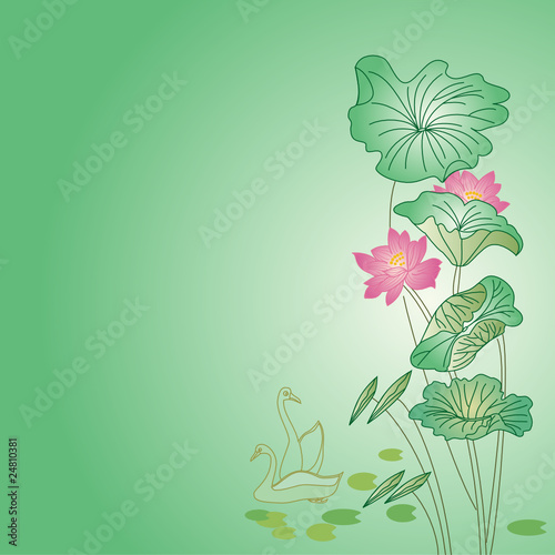 荷花荷叶
