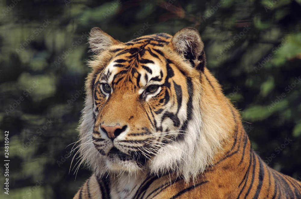 Fototapeta premium Tygrys sumatrzański