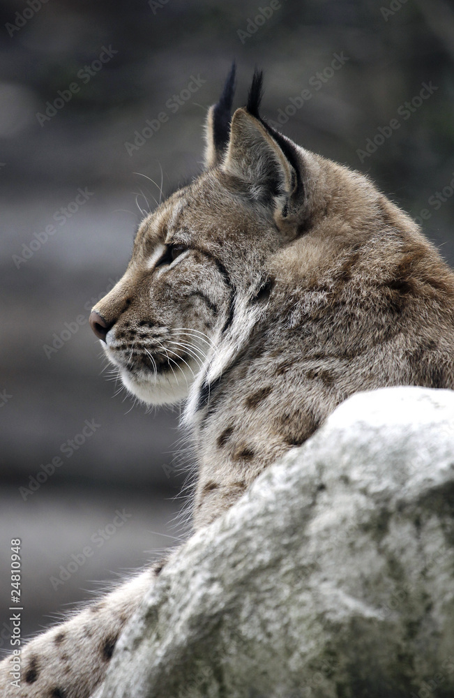 Obraz premium lynx - animal feline