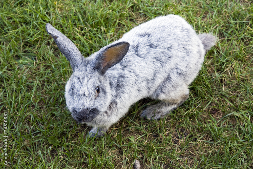 Gray rabbit