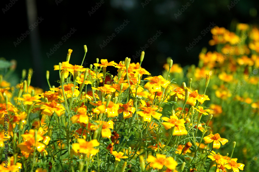 Obraz premium Yellow blooming marigolds