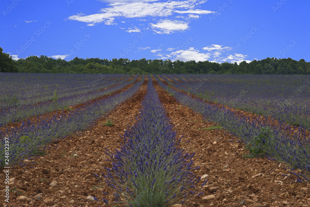 Obraz premium Lavendel Lavendula