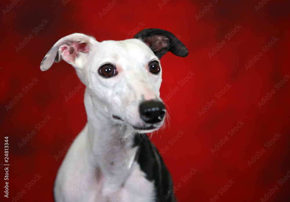 Whippet Head Shot Whippet Head Shot
