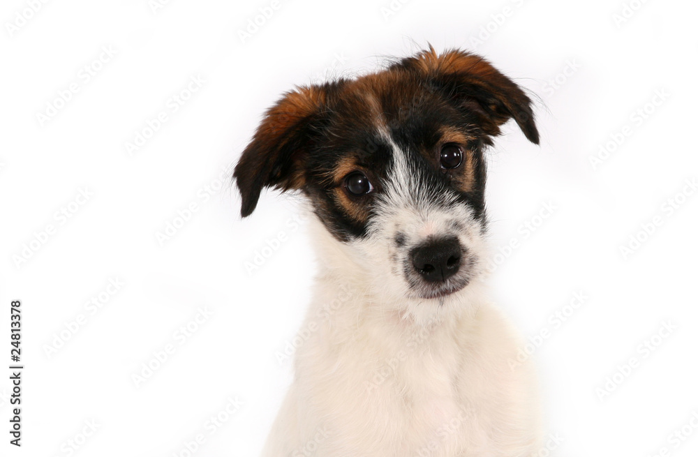 Terrier Puppy Headshot