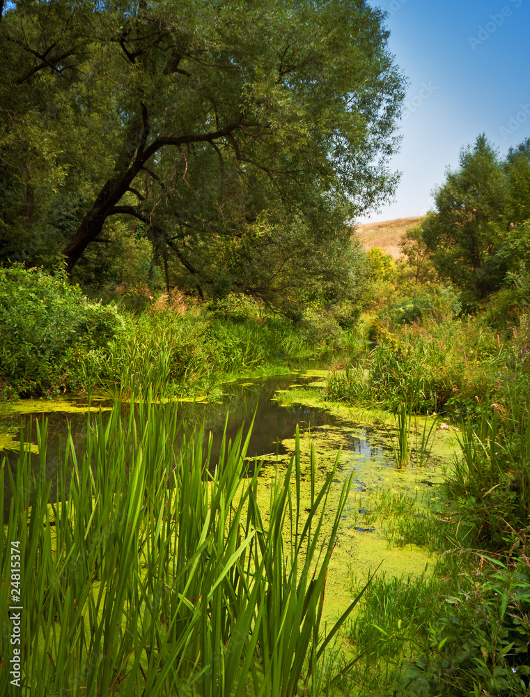 Fototapeta premium Summer landscape