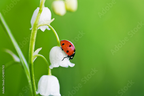 ladybug sits on a flower	