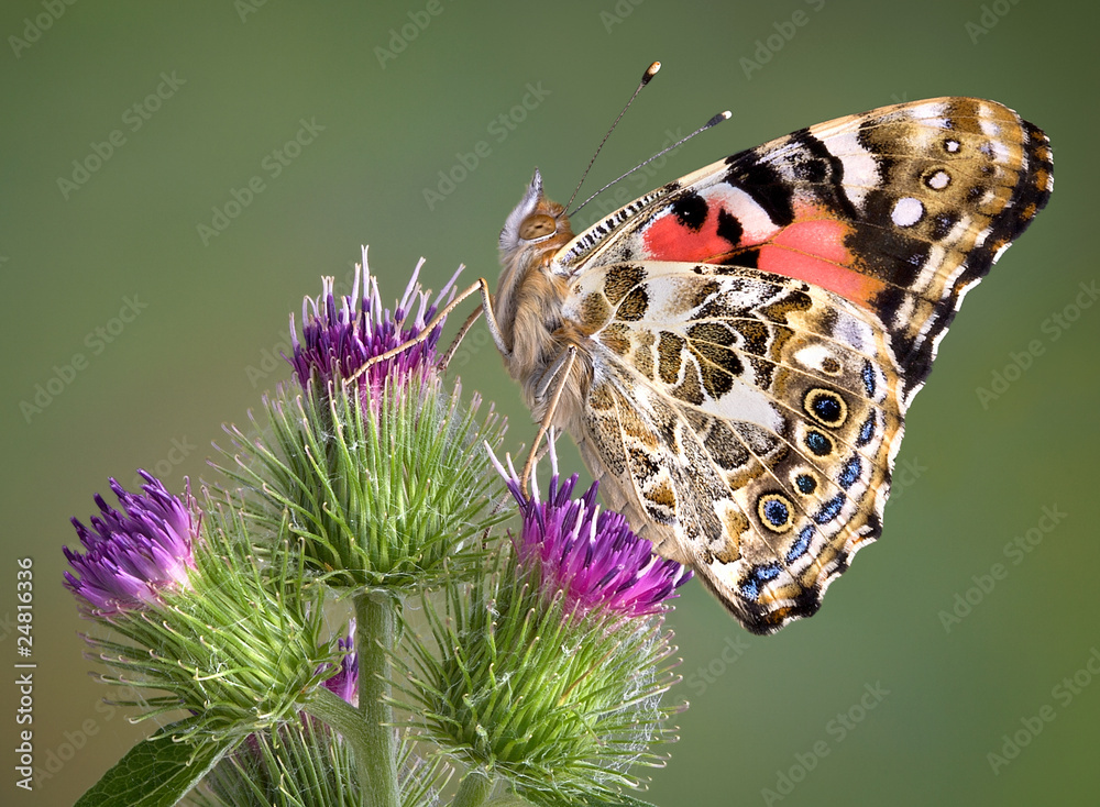 Fototapeta premium Painted Lady on Burdock