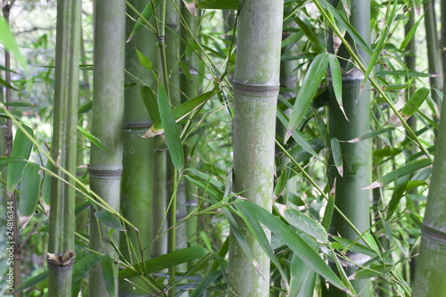 green bamboo forest; close up in a bamboo tree