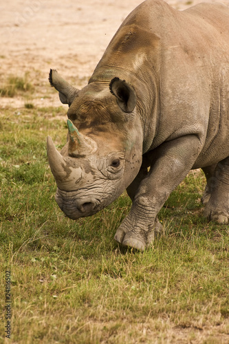 Black rhinoceros close up