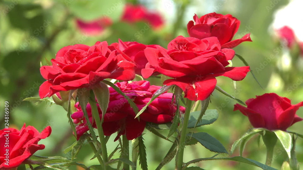 Red rose bush in the garden Red rose bush in the garden