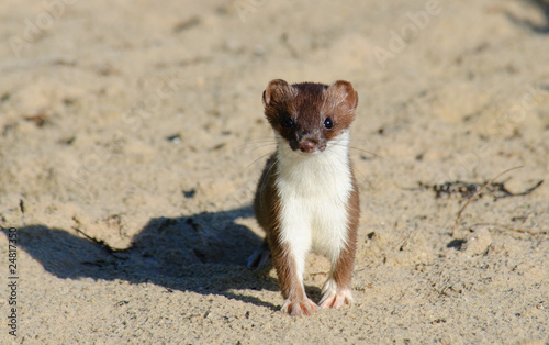 ermine stoat Mustela erminea