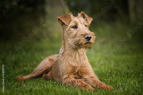 Irish Terrier photo