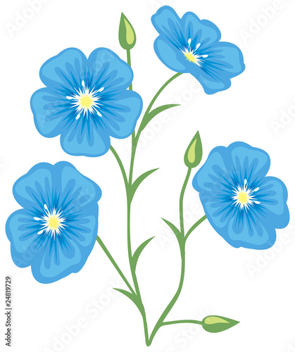 Flower of flax (Linum usitatissimum) photo