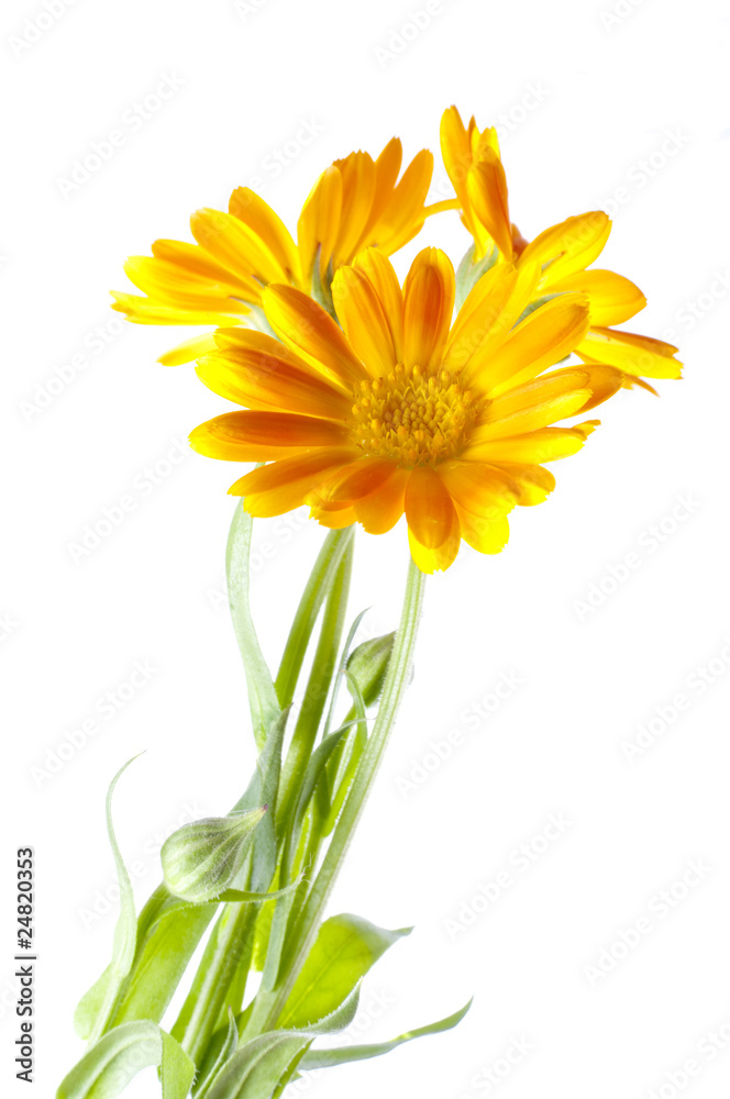 Fototapeta premium Sunny calendula on the white