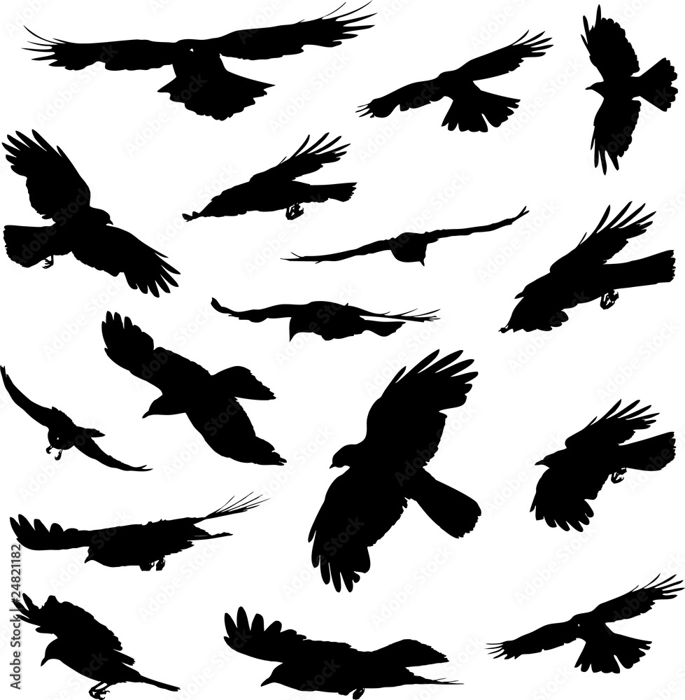Obraz premium Birds flying silhouettes