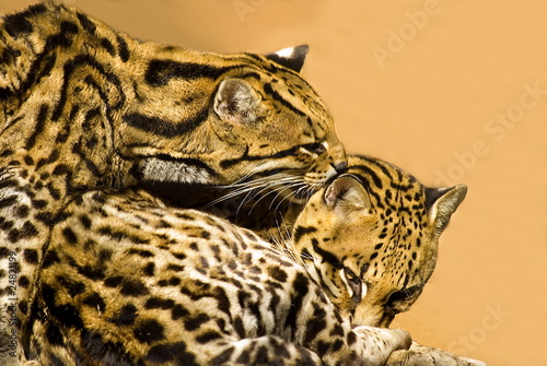 Ozelot (Leopardus pardalis)