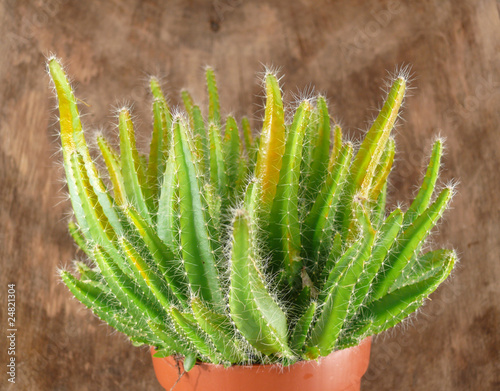 Hylocereus undatus photo