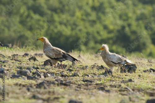 Egyptian Vulture