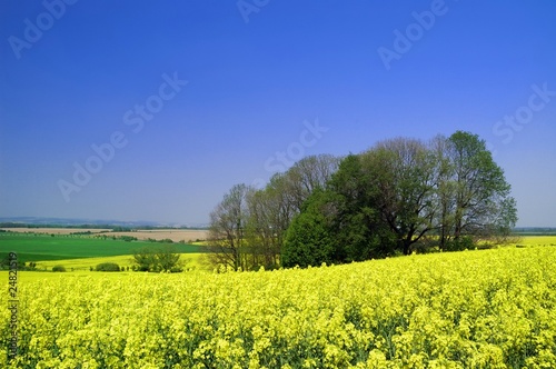 Wallpaper Mural Colza Torontodigital.ca