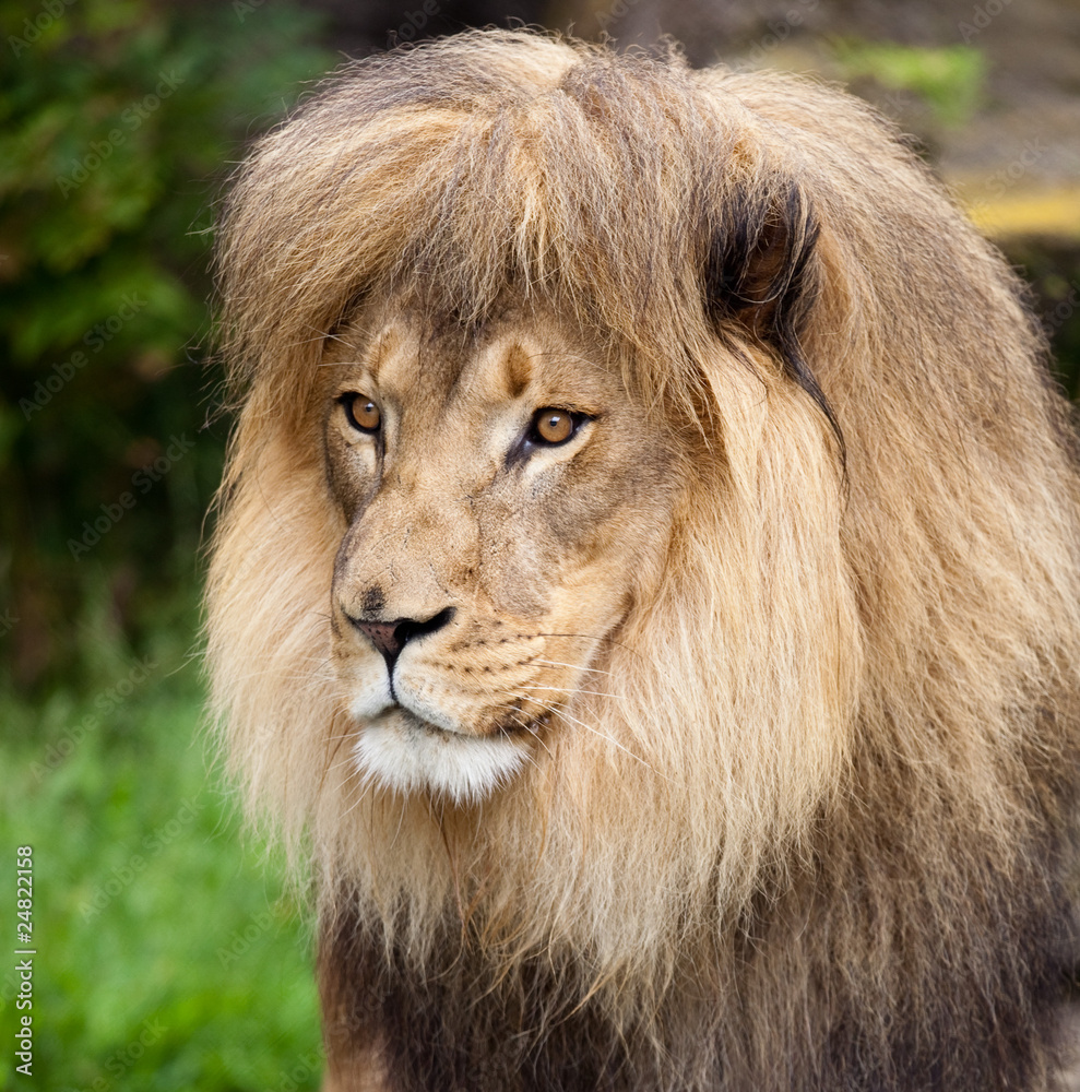 Obraz premium Male African Lion