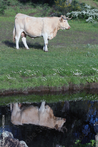 Vaca reflejada photo