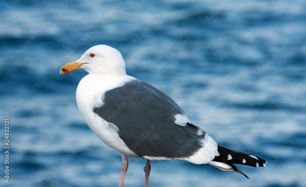 Fototapeta premium Portrait of seagull