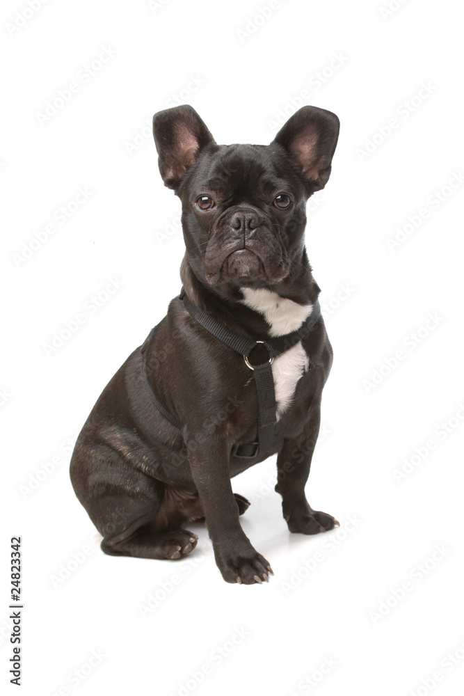 french bulldog isolated on a white background