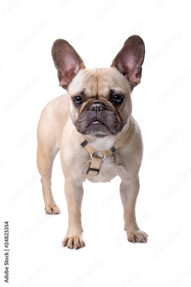 front view of a french bulldog isolated on white