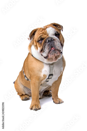 front view of english bulldog isolated on a white background © Erik Lam