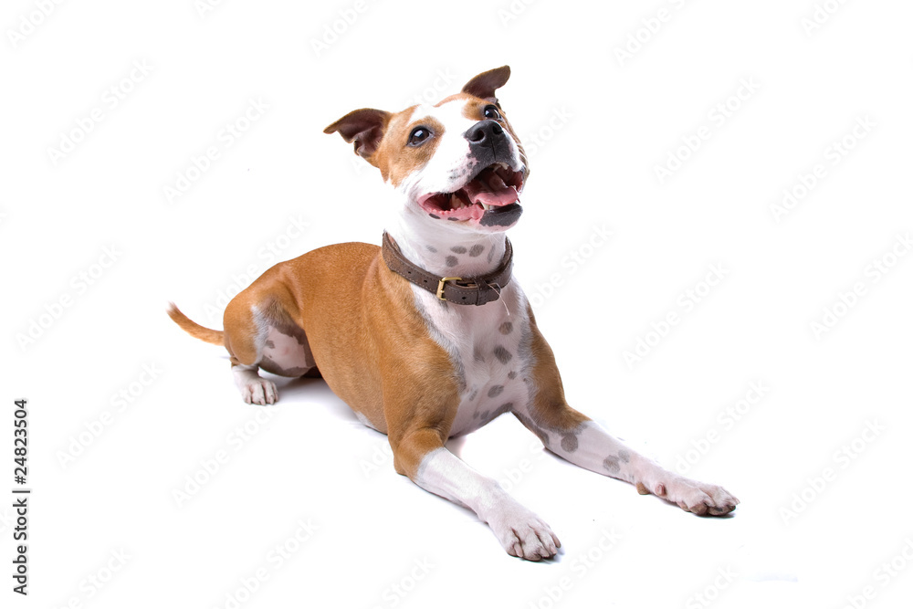 american staffordshire terrier isolated on a white background