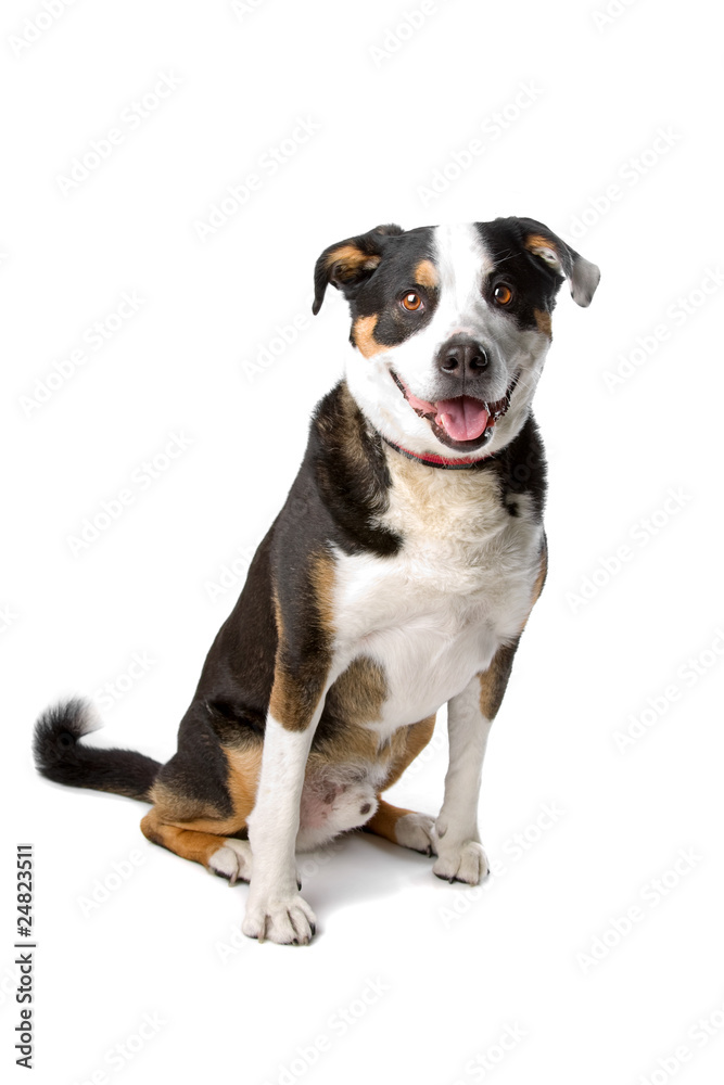 mixed breed dog sitting, isolated on white background mixed breed dog sitting, isolated on white background