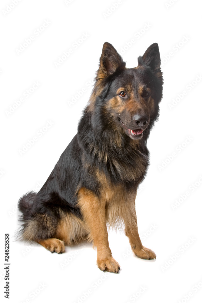 german shepherd dog sitting isolated on a white background german shepherd dog sitting isolated on a white background