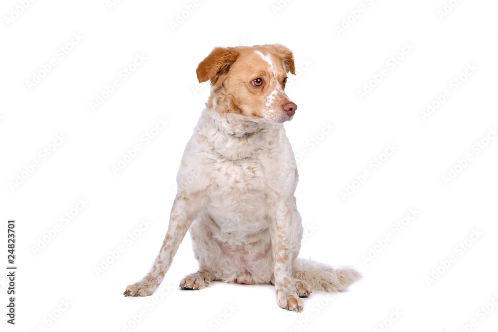 mixed breed dog isolated on a white background mixed breed dog isolated on a white background