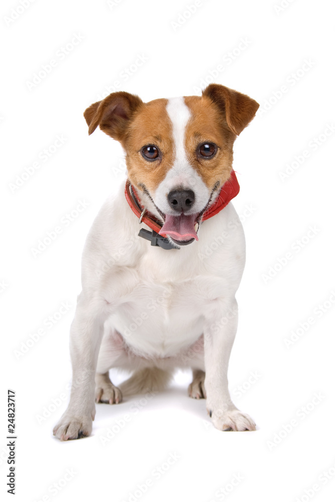 jack russel terrier dog sitting, isolated on a white background jack russel terrier dog sitting, isolated on a white background