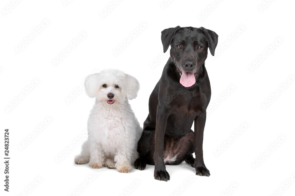 white maltese dog sitting nearby black labrador retriever dog