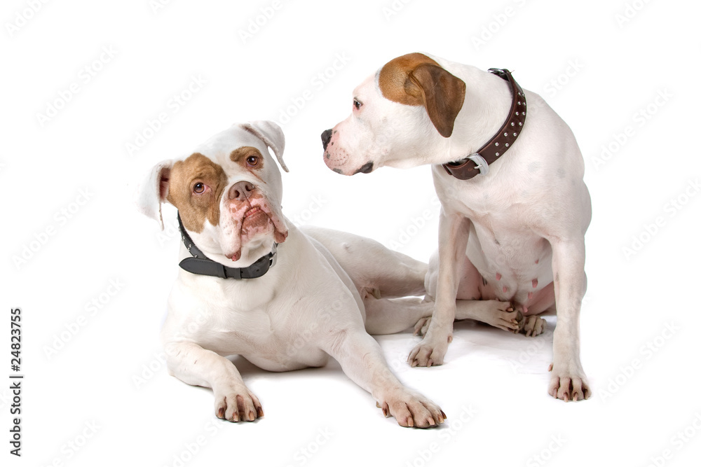 two american bulldogs isolated on a white background