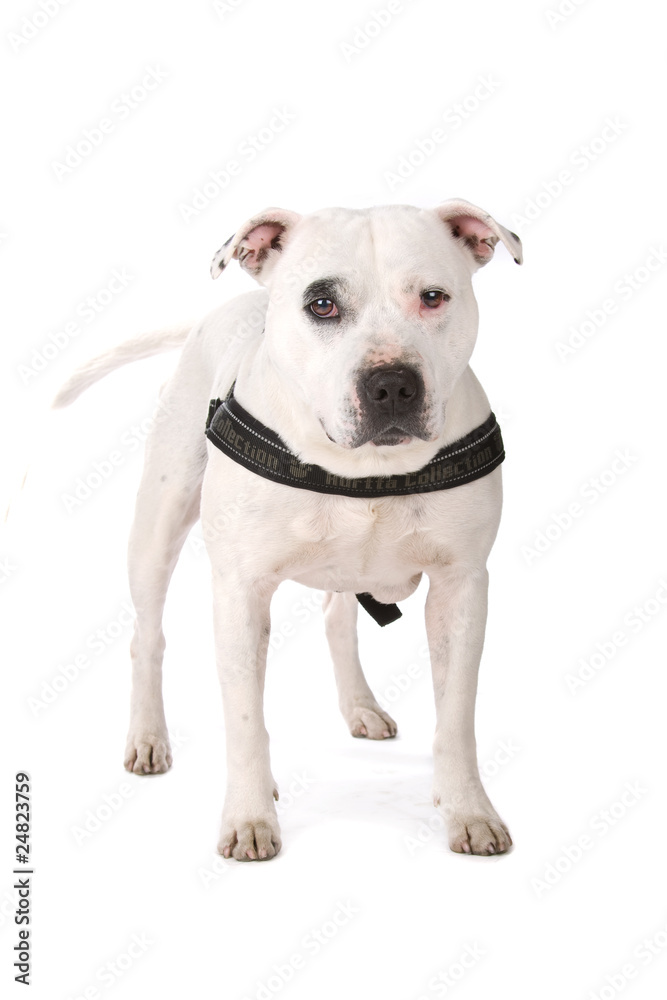 english staffordshire bull terrier isolated on white