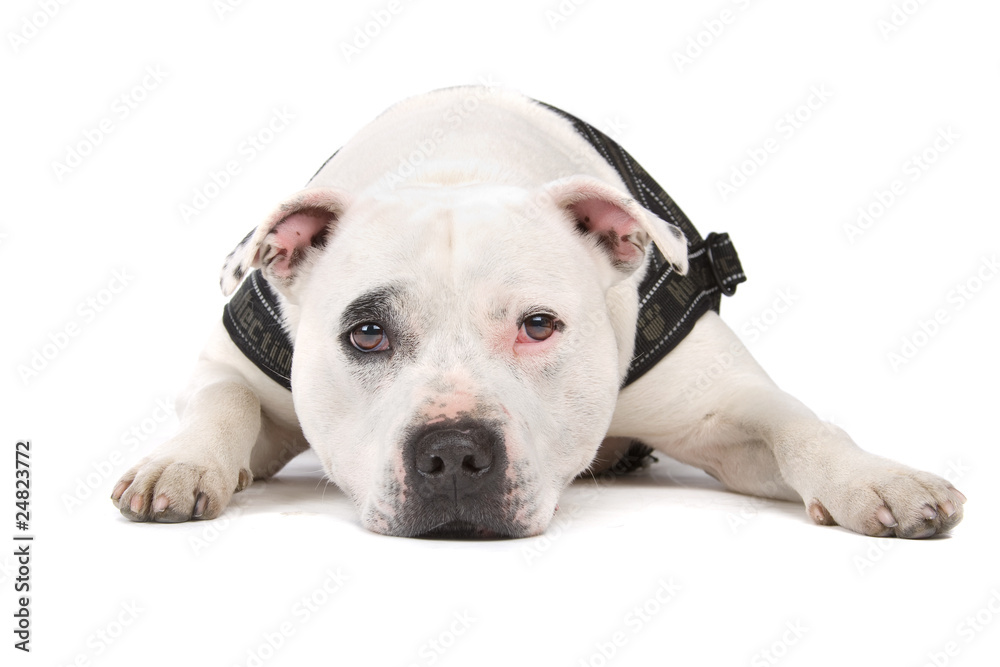 english staffordshire bull terrier islated on white background