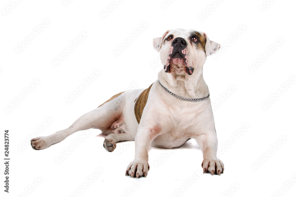 American bulldog lying down, isolated on a white background American bulldog lying down, isolated on a white background