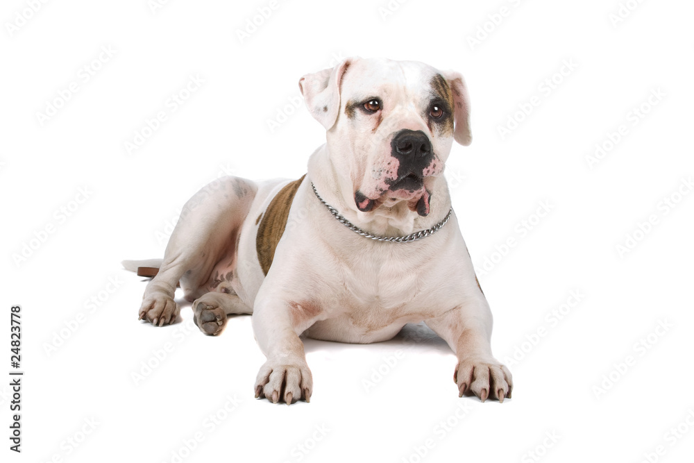 American bulldog lying down, isolated on a white background American bulldog lying down, isolated on a white background