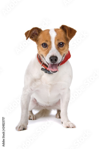 jack russel terrier dog sitting, isolated on a white background © Erik Lam
