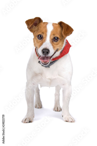 jack russel terrier dog isolated on a white background © Erik Lam